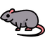 rodents