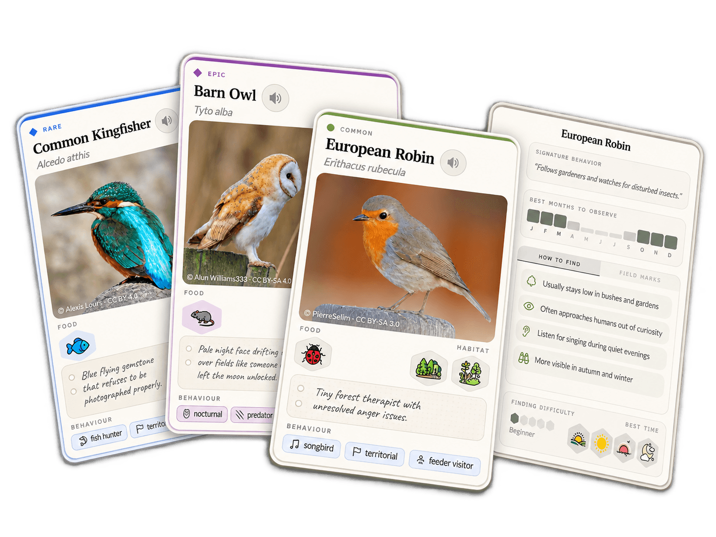 Sample bird cards: Common Kingfisher, European Robin, Black Stork